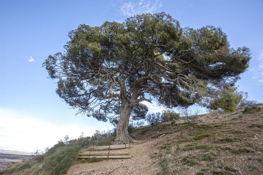 Imagen Finalizada la actuación en los Pinares de Binaced